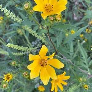 Meet your Posher, Cecelia